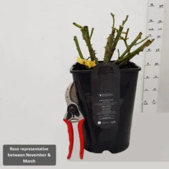 Gift Rose 'Mum In A Million' 5L -Ketler Outdoors Shop RoseRepNov March1 22558.1678621536