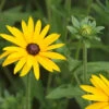 Rudbeckia Fulgida 'Goldsturm' 3L -Ketler Outdoors Shop Rudbeckia fulgida Goldsturm 3L 84467.1678377080