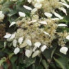 Schizophragma Hydrangeoides 'Moonlight' 3L -Ketler Outdoors Shop Schizophragma hydrangeoides Moonlight 3L 40582.1681211874