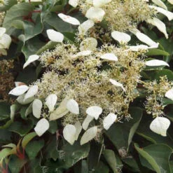 Schizophragma Hydrangeoides 'Moonlight' 3L