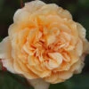 Shrub Rose 'Buff Beauty' 5L -Ketler Outdoors Shop Shrub Rose Buff Beauty 5L 43212.1678877081