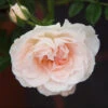 Shrub Rose 'Maiden's Blush' 5L -Ketler Outdoors Shop Shrub Rose Maidens Blush 5L 27285.1679586683