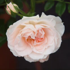 Shrub Rose 'Maiden's Blush' 5L