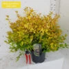 Abelia X Grandiflora 'Gold Jewel' 3Ltr -Ketler Outdoors Shop abelia gold jewel 3ltr 1 06268.1665133508