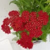 Achillea Millefolium 'Red Velvet' 3L -Ketler Outdoors Shop achillea red velvet close up 95859.1665133458