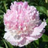 Paeonia Angel Cheeks 4L/21cm -Ketler Outdoors Shop angel cheeks f1 33909.1665133462