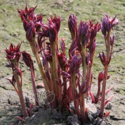 Paeonia Angel Cheeks 4L/21cm -Ketler Outdoors Shop angel cheeks f2 96693.1662993083