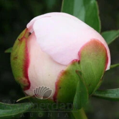 Paeonia Angel Cheeks 4L/21cm -Ketler Outdoors Shop angel cheeks f5 54157.1662993083