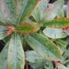 Arbutus Unedo 3L -Ketler Outdoors Shop arbutus unedo pshber0008 75510.1665133501