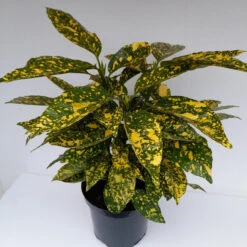 Aucuba Jap 'Goldstrike' 4L -Ketler Outdoors Shop aucuba goldstrike 1 51213.1662993377