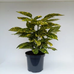 Aucuba Jap 'Goldstrike' 4L -Ketler Outdoors Shop aucuba goldstrike 2 54034.1662993377