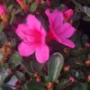 Rhodo Jap Conny 21cm -Ketler Outdoors Shop azalea cony 83772.1665133521