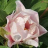 Paeonia Select Ballerena De Saval 4L/21cm -Ketler Outdoors Shop ballarena de saval f1 15029.1665133469