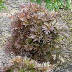 Paeonia Select Ballerena De Saval 4L/21cm -Ketler Outdoors Shop ballarena de saval f3 52119.1662993076
