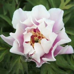 Paeonia Select Ballerena De Saval 4L/21cm -Ketler Outdoors Shop ballarena de saval f6 98254.1662993076