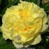 Paeonia Bartzella 4L/21cm -Ketler Outdoors Shop bartzella f1 89686.1665133469