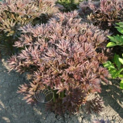 Paeonia Bartzella 4L/21cm -Ketler Outdoors Shop bartzella f3 61703.1662993084