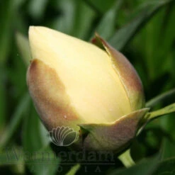 Paeonia Bartzella 4L/21cm -Ketler Outdoors Shop bartzella f5 39874.1662993083