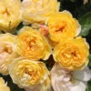 Bush Rose 'Belle De Jour' 5L -Ketler Outdoors Shop belle de jour 2 92062.1678621523