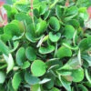 Berberis Buxifolia Nana 3L -Ketler Outdoors Shop berberis buxifolia nana pshgen0153 51782.1665133505