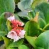 Bergenia 'Harzkristall' 3L -Ketler Outdoors Shop bergenia 7 26137.1665133465