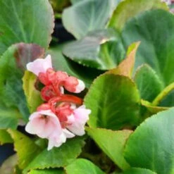 Bergenia 'Harzkristall' 3L