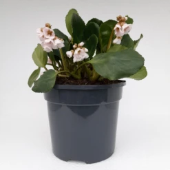 Bergenia 'Harzkristall' 3L -Ketler Outdoors Shop bergenia harzkistall 1 98741.1662993375