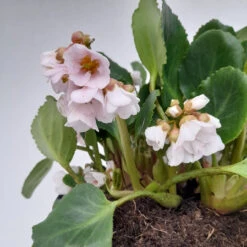 Bergenia 'Harzkristall' 3L -Ketler Outdoors Shop bergenia harzkistall 3 1 51745.1662993374
