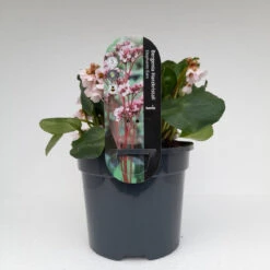 Bergenia 'Harzkristall' 3L -Ketler Outdoors Shop bergenia harzkistall 5 1 90118.1662993374