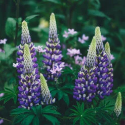 Blacksmith 13cm Pot -Ketler Outdoors Shop blacksmith 1 1 2 49688.1662993409