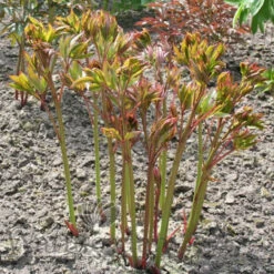 Paeonia Bowl Of Beauty 4L/21cm -Ketler Outdoors Shop bowl of beauty f3 47317.1662993084