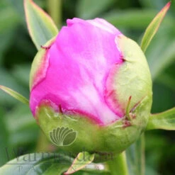 Paeonia Bowl Of Beauty 4L/21cm -Ketler Outdoors Shop bowl of beauty f5 18395.1662993084