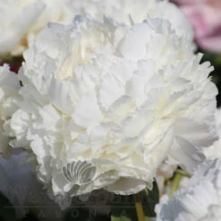 Paeonia Bowl Of Cream 4L/21cm