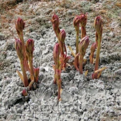 Paeonia Bowl Of Cream 4L/21cm -Ketler Outdoors Shop bowl of cream f2 85295.1662993085