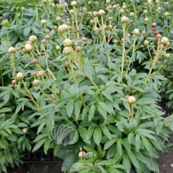 Paeonia Bowl Of Cream 4L/21cm -Ketler Outdoors Shop bowl of cream f4 98097.1662993085