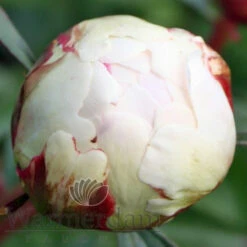 Paeonia Bowl Of Cream 4L/21cm -Ketler Outdoors Shop bowl of cream f5 65821.1662993085