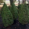 Buxus Egyptian Pyr 28cm Vp -Ketler Outdoors Shop buxus 6 1 38044.1665133525