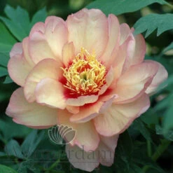 Paeonia Callie's Memory 4L/21cm