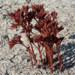 Paeonia Callie's Memory 4L/21cm -Ketler Outdoors Shop callies memory f2 32531.1662993085