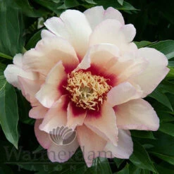 Paeonia Callie's Memory 4L/21cm -Ketler Outdoors Shop callies memory f6 96138.1662993085