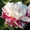 Paeonia Select Candy Stripe 4L/21cm -Ketler Outdoors Shop candy stripe f1 27116.1665133467