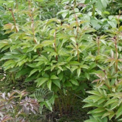 Paeonia Select Candy Stripe 4L/21cm -Ketler Outdoors Shop candy stripe f3 38770.1662993077