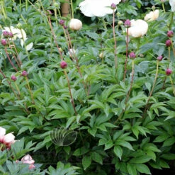 Paeonia Select Candy Stripe 4L/21cm -Ketler Outdoors Shop candy stripe f4 02962.1662993077