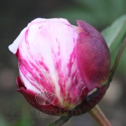 Paeonia Select Candy Stripe 4L/21cm -Ketler Outdoors Shop candy stripe f5 26655.1662993077