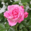 Patio Rose 'Carefree Days' 4L -Ketler Outdoors Shop carefree days 40763.1678621543
