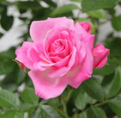 Patio Rose 'Carefree Days' 4L