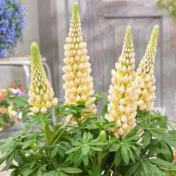 Cashmere Cream 13cm Pot -Ketler Outdoors Shop cashmere 1 3 71320.1662993411