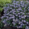 Ceanothus Thy 'Repens' 5L -Ketler Outdoors Shop ceanothus thyrsiflorus repens insp shot ctr002 84946.1665133508