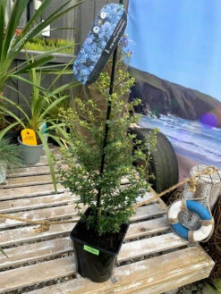 Ceanothus 'Puget Blue' 4L -Ketler Outdoors Shop ceanothus puget blue 4l 92501.1662990759