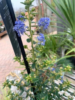 Ceanothus 'Puget Blue' 4L -Ketler Outdoors Shop ceanothus puget blue 4l flower 69970.1662990760